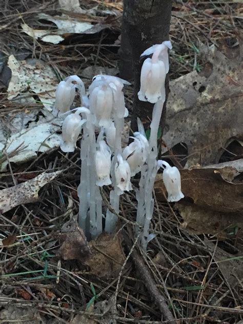 Ghost Pipes Found In Northeast Us Rmycology