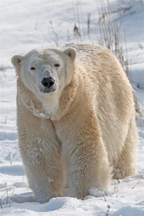 Polar Bear Killed During Breeding Attempt At Detroit Zoo In 2021