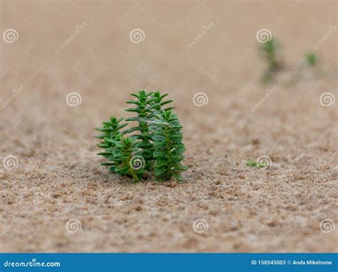 Sandy Beach Seaside Desert Plants Stock Image Image Of Wild