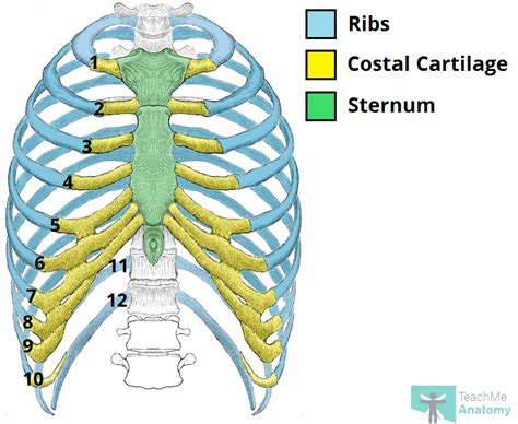 The Ribs Rib Cage Articulations Fracture Teachmeanatomy