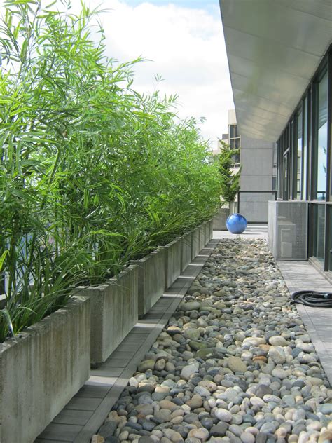 Isolé, vous profiterez de sa jolie silhouette. Green Bamboo & Fountain Grass in Concrete Planters via @GreenscapeVan | Bambou en pot, Terrasse ...