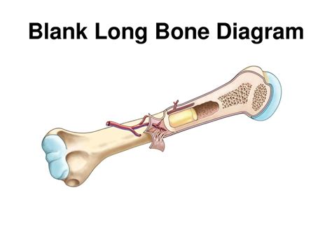 Parts Of Long Bone Diagram Quizlet