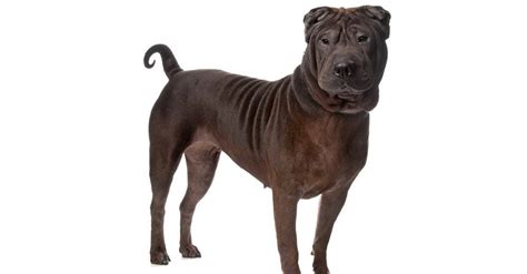 Chinese Shar Pei Dog Breed Complete Guide Az Animals