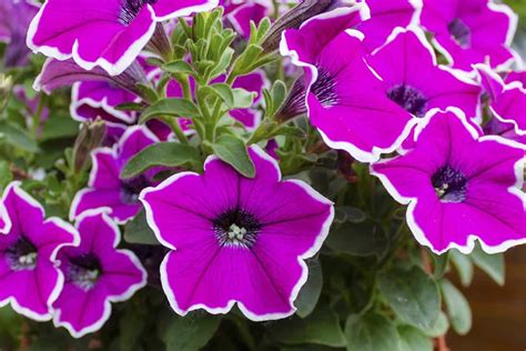 How To Grow Petunias From Seed A Beginners Guide To Planting To Harvest