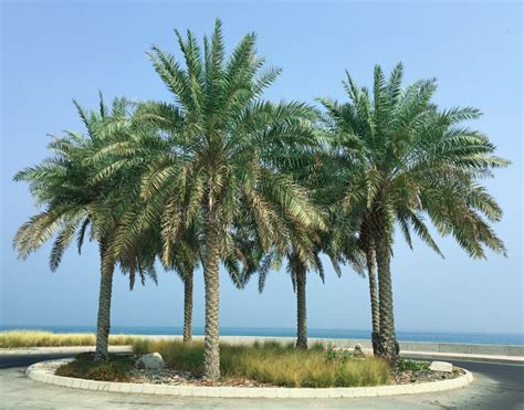 Baniyas Island Abu Dhabi Stock Photos Free And Royalty Free Stock