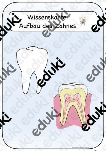 Wissenskartei Aufbau Des Zahnes Unterrichtsmaterial Im Fach