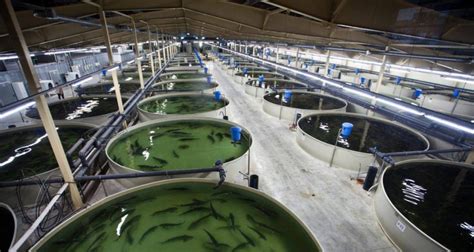 The Ultimate Guide On How To Start Fish Farming