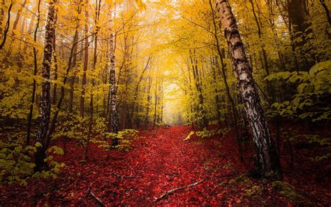 Nature Landscape Fall Red Leaves Path Yellow Trees