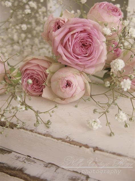 Pink Roses Shabby Flowers Pretty Flowers Pink Flowers Chic Flowers