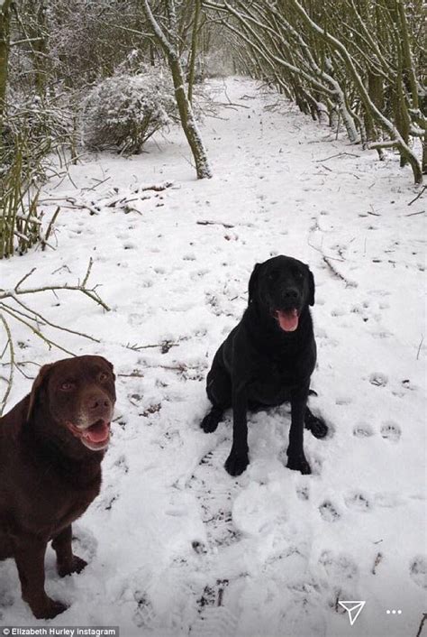 While she may have first come to the world's attention for wearing a versace dress with oversized safety pins that was so iconic it became known. Elizabeth Hurley and son Damian bury late Labrador Lucy | Daily Mail Online