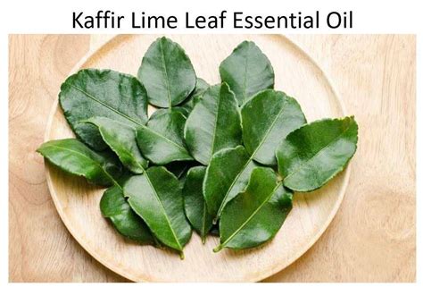 Kaffir Lime Leaf Essential Oil 500ml