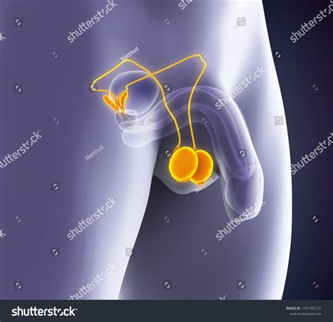 1 569 Human Testicle Stock Illustrations Images And Vectors Shutterstock