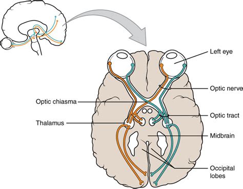 Cranial Nerves Boundless Anatomy And Physiology