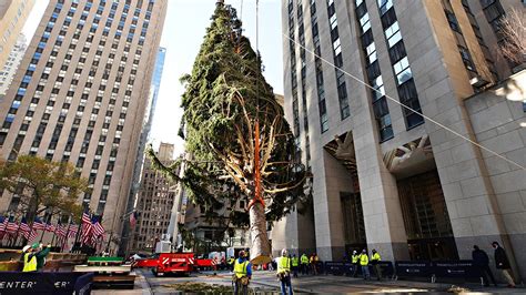 2020 Rockefeller Center Christmas Tree Goes Up