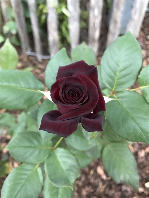 Black Baccara Rose Darkredrose Blackrose Blackbaccararose Edelrose