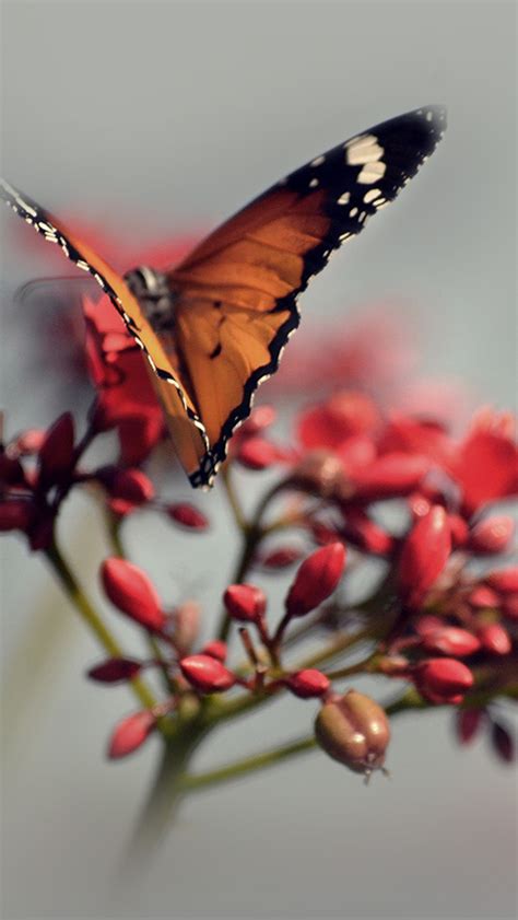 Nature Butterfly Red Flower Bokeh Macro Iphone Wallpapers Free Download