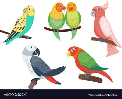 Cartoon Parrots Set Royalty Free Vector Image Vectorstock