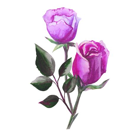 Free Roses Watercolor Illustration 19818537 Png With Transparent Background