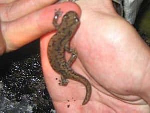 9 Types Of Salamanders In California Pictures The Critter Hideout