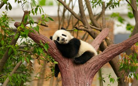 Wallpaper Pohon Hewan Cabang Margasatwa Kebun Binatang Panda