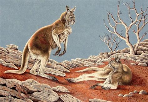 Procoptodon Goliah Megafauna Kangaroo Extinct Animals