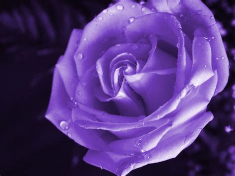 Violet Rose Wallpapers Wallpaper Cave