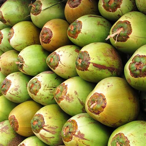 Online Crop Hd Wallpaper Coconuts Fruit Green Seed Drupe