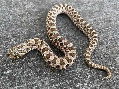 Artic Western Hognose Snake For Sale Snakes At Sunset