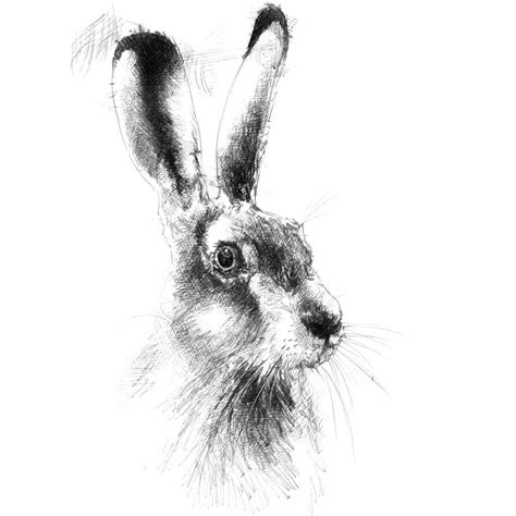 Original Hare Head Sketch Seanbriggs Hare Sketch Fine Art Drawing