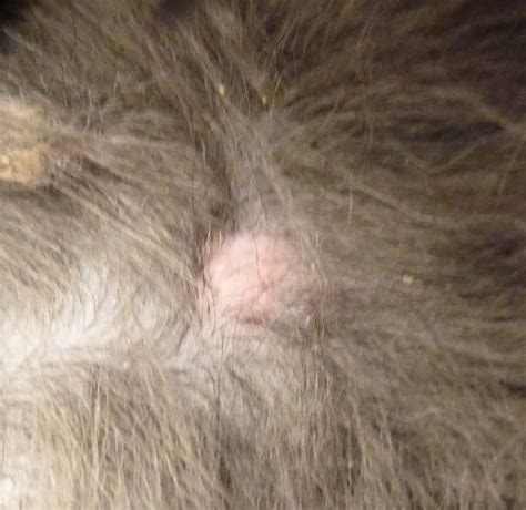 I Found A Small Pink Raised Bump On My Dogs Neck This Morning It Is