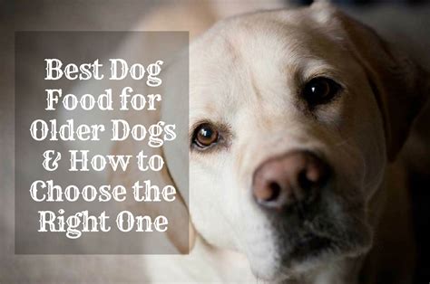 Best Dog Food For Older Dogs Healthy Diets For Seniors Therapy Pet