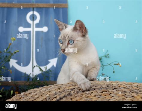 Siameses Gato Doméstico Mezclar Tabby Point Fotografía De Stock Alamy