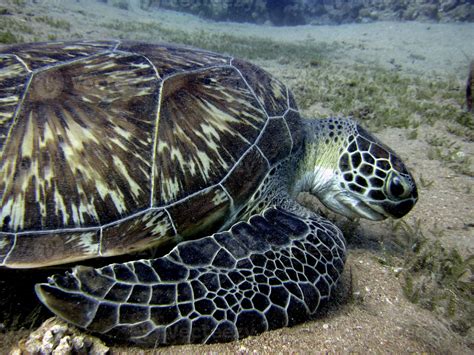 Green Sea Turtle Eating Seagrass 803685 Stock Photo At Vecteezy