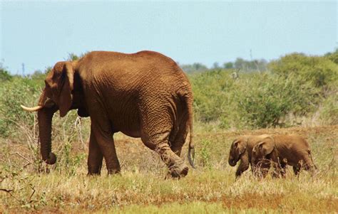 Update On Rare Elephant Twins Born In Pongola Game Reserve South Africa
