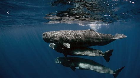 Up Close With The Sperm Whale Families Of The Caribbean Sea