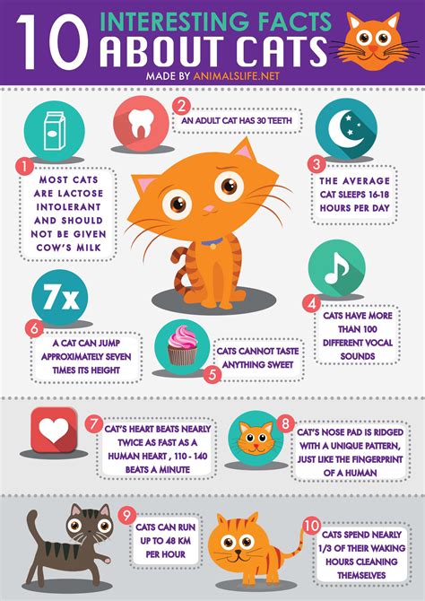 Printable Cat Care Chart