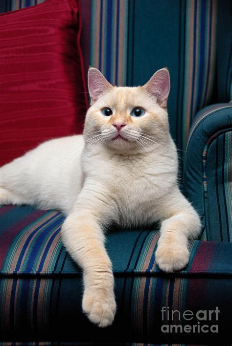 For tabbies, it could be due to the red gene, which was one of the earliest genetic mutations for domesticated cats, meaning cats with this gene have had the. Flame Point Siamese Cat Photograph by Amy Cicconi