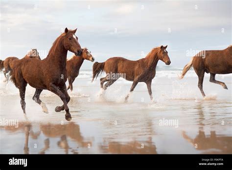 Running Horses On The Beach