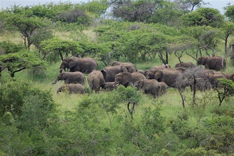Elephants Hluhluwe Imfolozi Game Reserve Jumblejet Flickr