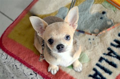 Chihuahua Free Stock Photo Public Domain Pictures