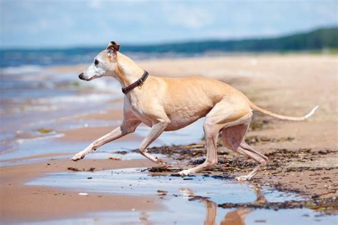 10 Fun Facts About The Whippet American Kennel Club