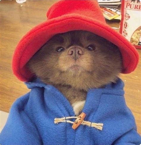 Someone Dressed A Pomeranian Dog Up As Paddington Bear And Now The