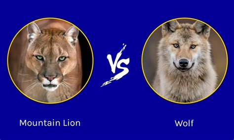 Mountain Lion Vs Wolf Who Would Win In A Fight Az Animals