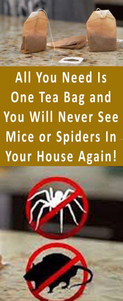 All You Need Is One Tea Bag And You Will Never See Mice Or Spiders In