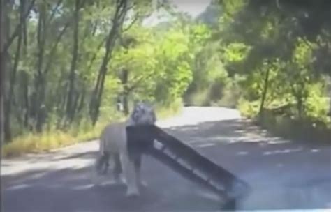 Tigre escapa del zoológico y destroza un automóvil