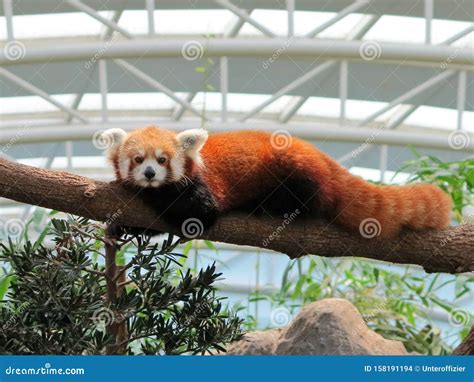 A Red Panda In Captivity Clinging On To A Tree Trunk Stock Photo