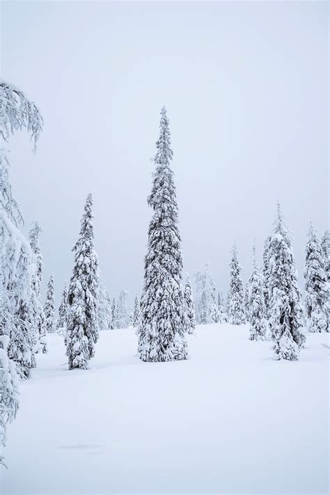 Spruce Trees Covered By Snow In Riisitunturi National Park Finland