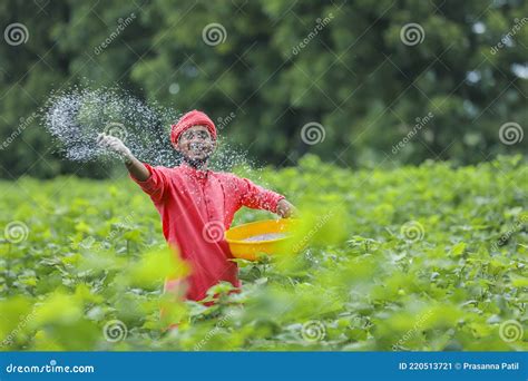 Indian Farmer Spreading Fertilizer In The Green Cotton Field Stock