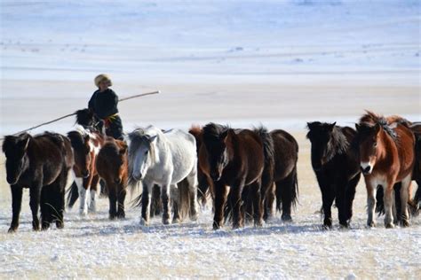 Winter Experience In Mongolia Mongolian Travel Specialists