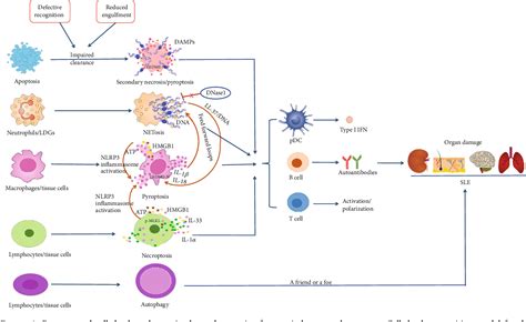 Figure 1 From Programmed Cell Death Pathways In The Pathogenesis Of